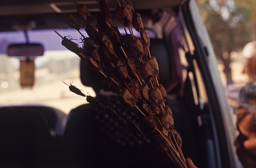 laos_2_022 Bugs on Sticks near Savanakhet.jpg